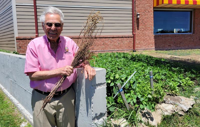 Nicola Pizza co-founder Nick Caggiano Sr. has been using homegrown herbs and spices for the restaurant’s recipes for nearly as long as the restaurant has been in business. CHRIS FLOOD PHOTOS
